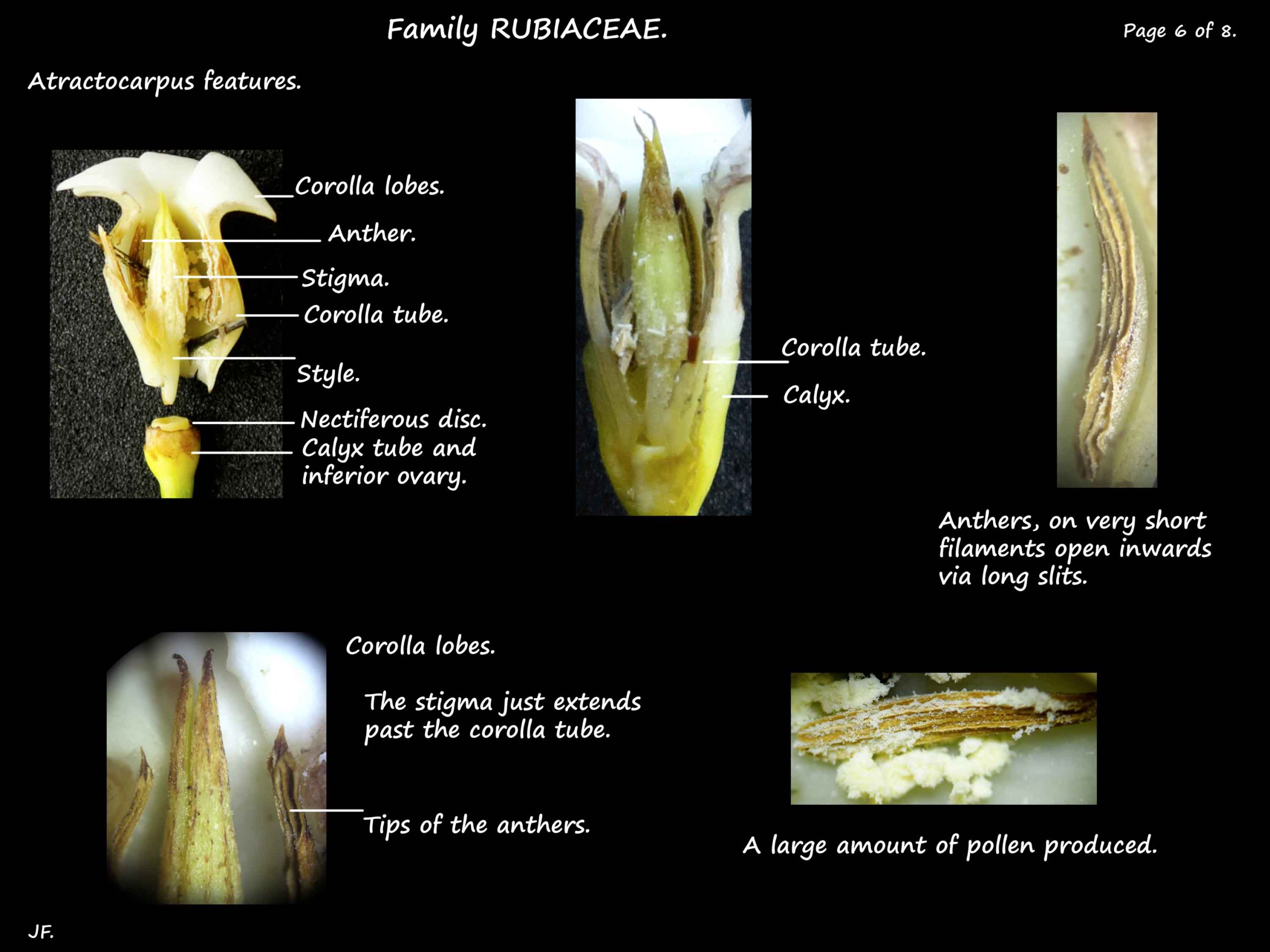 6 Atractocarpu stamens